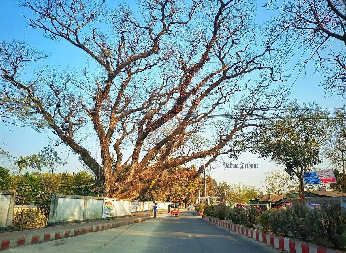 সৈয়দপুরে ৩৩ শতবর্ষী গাছ কাটার বদলে লাগানো হবে ৫ হাজার গাছ