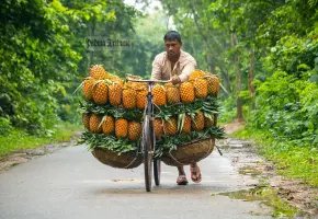 বাংলাদেশ থেকে আনারস আমদানির অনুমতি দিল পাকিস্তান