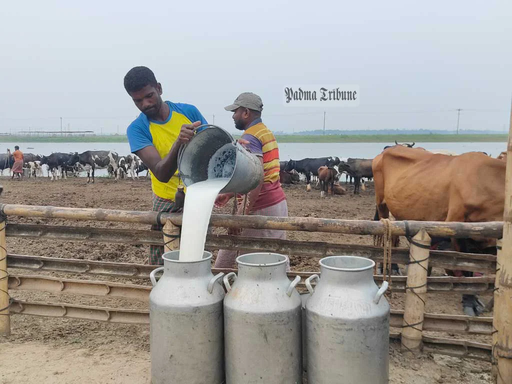 গোখাদ্যের চড়া দামে নাজেহাল খামারিরা, বাড়েনি দুধের দাম